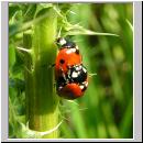 Coccinella septempunctata - Siebenpunkt 05.jpg